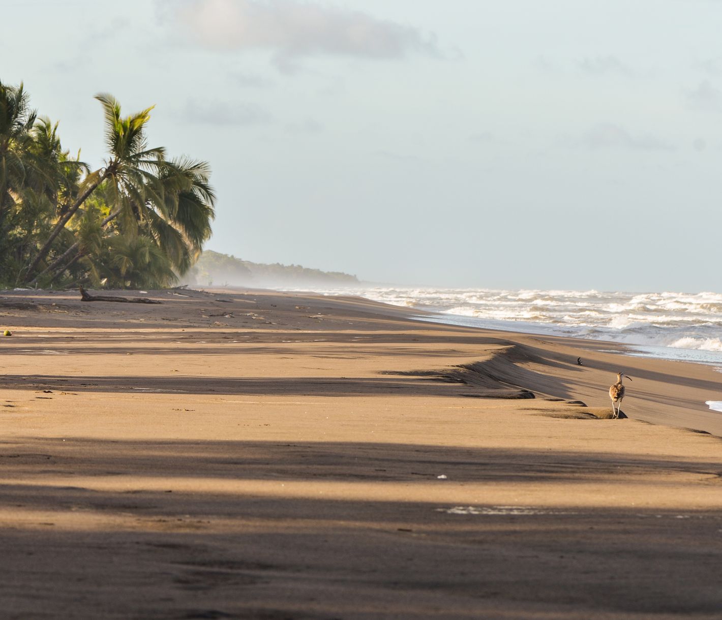 Im Nationalpark Tortuguero an der nördlichen Atlantikküste.