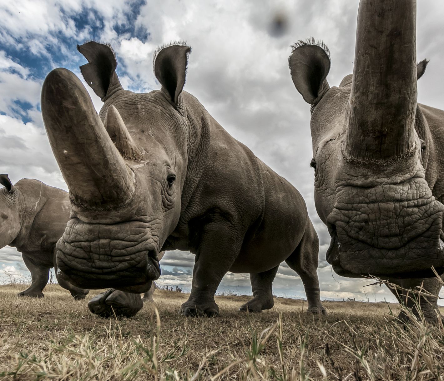 Die Nördlichen Breitmaulnashörner stehen leider kurz vor dem Aussterben.
