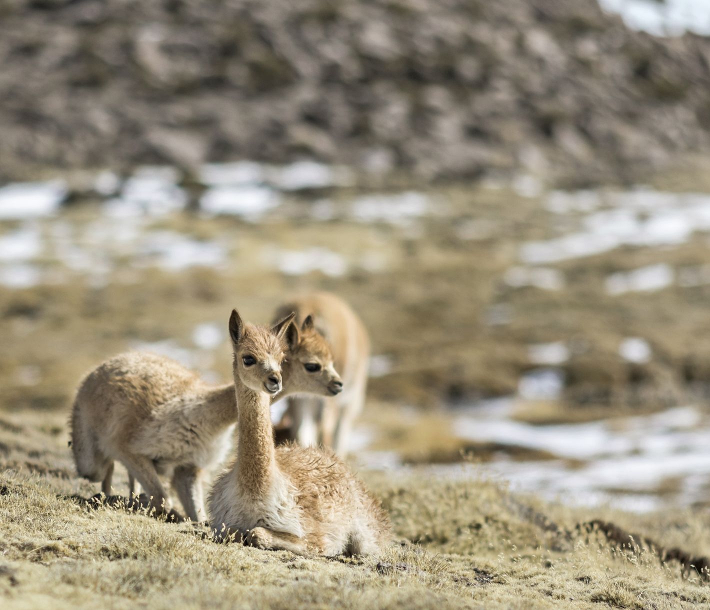 Vicuñas im Lauca-Nationalpark.