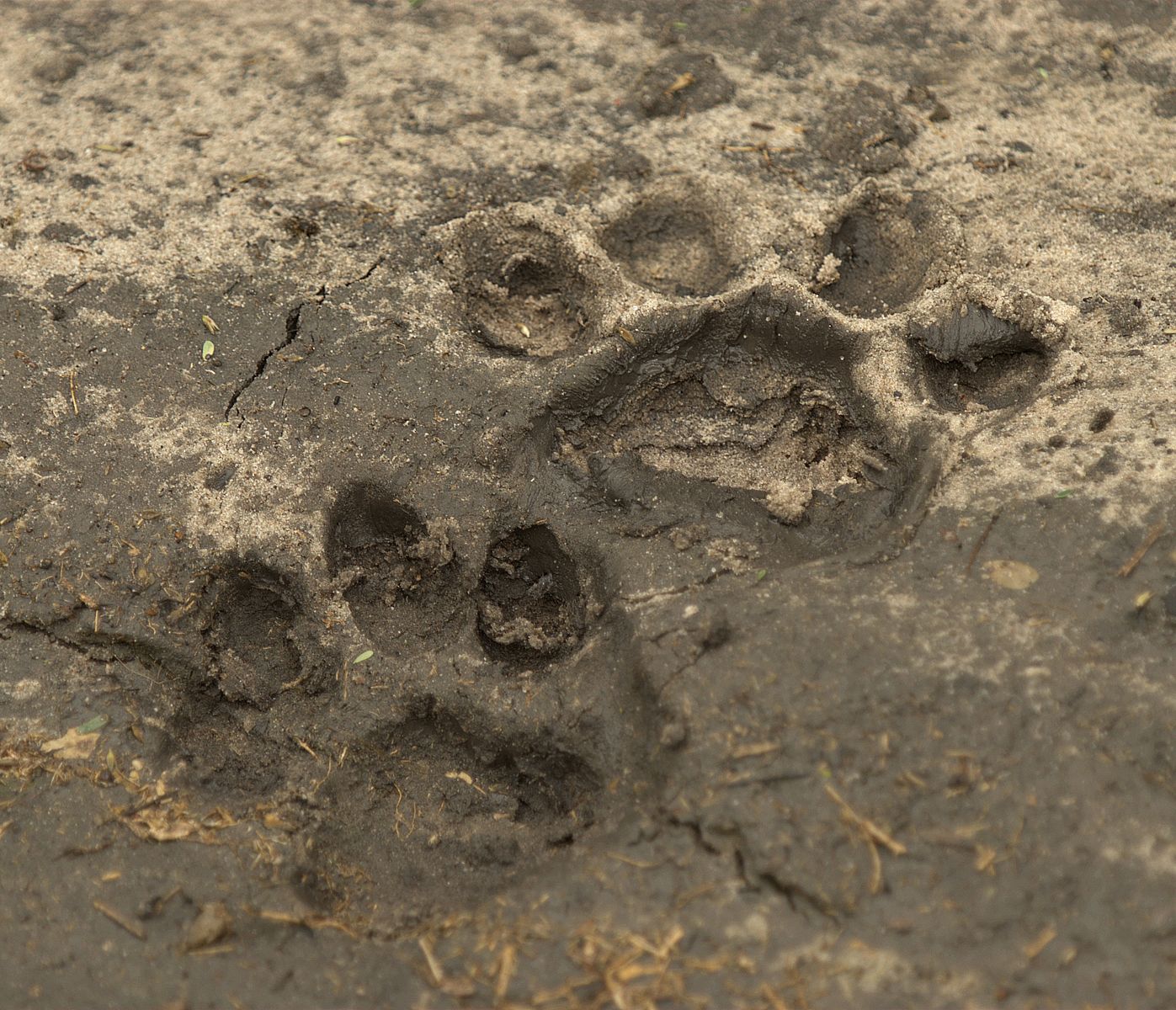 Wem gehört dieser «Fussabdruck»?