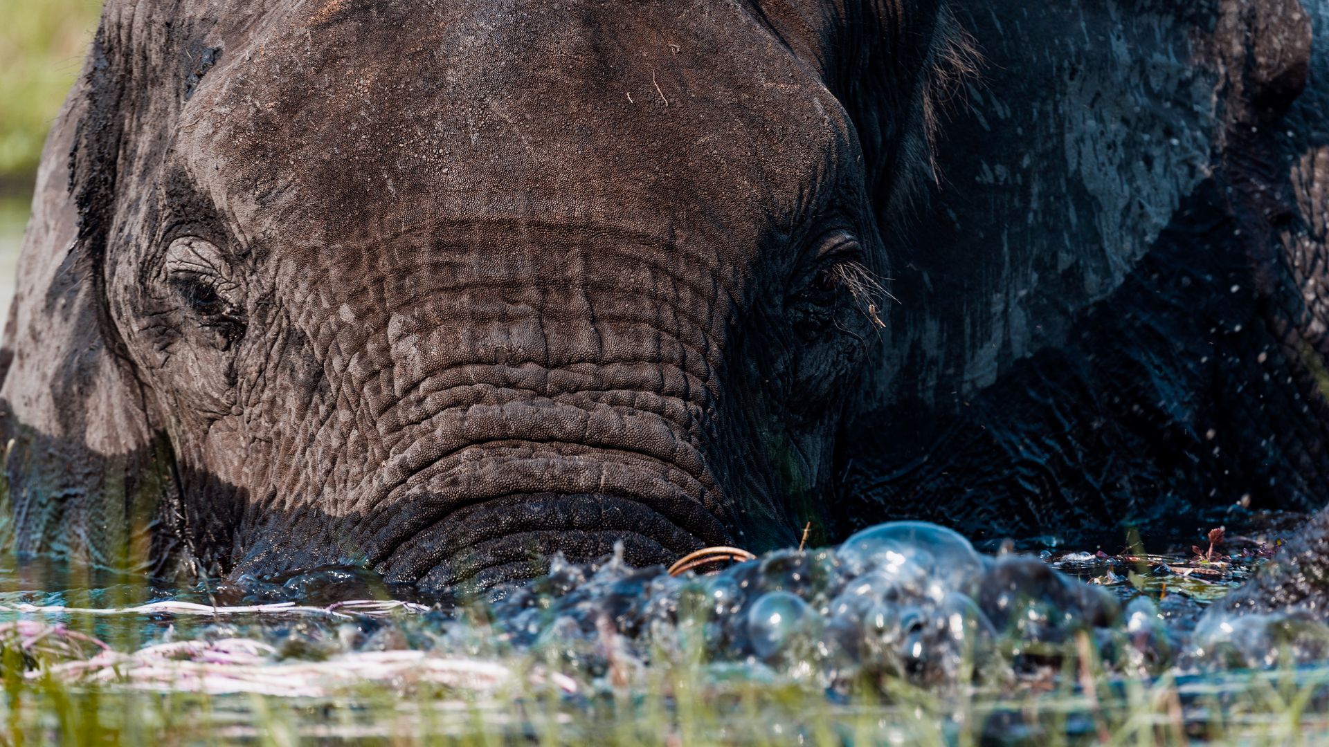 Gros plan sur un éléphant en pleine baignade dans le Parc National de Chobe