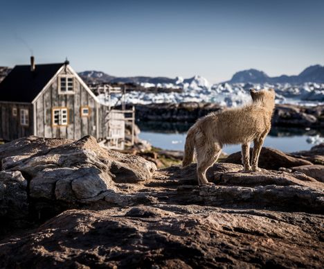 Ob der grönländische Schlittenhund bereits nach dem Winter Ausschau hält?