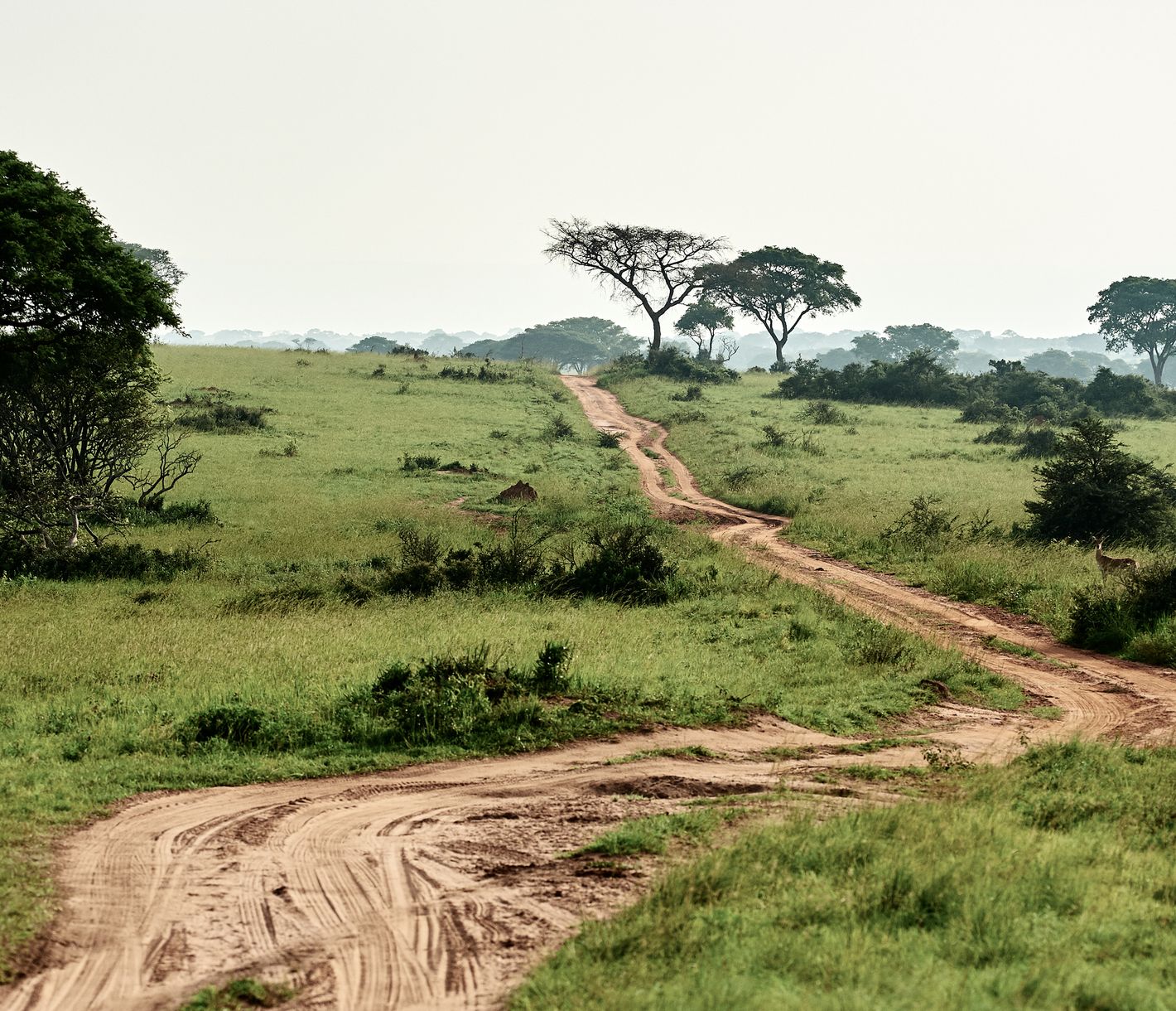Route non goudronnée dans le Parc National de Murchison Falls