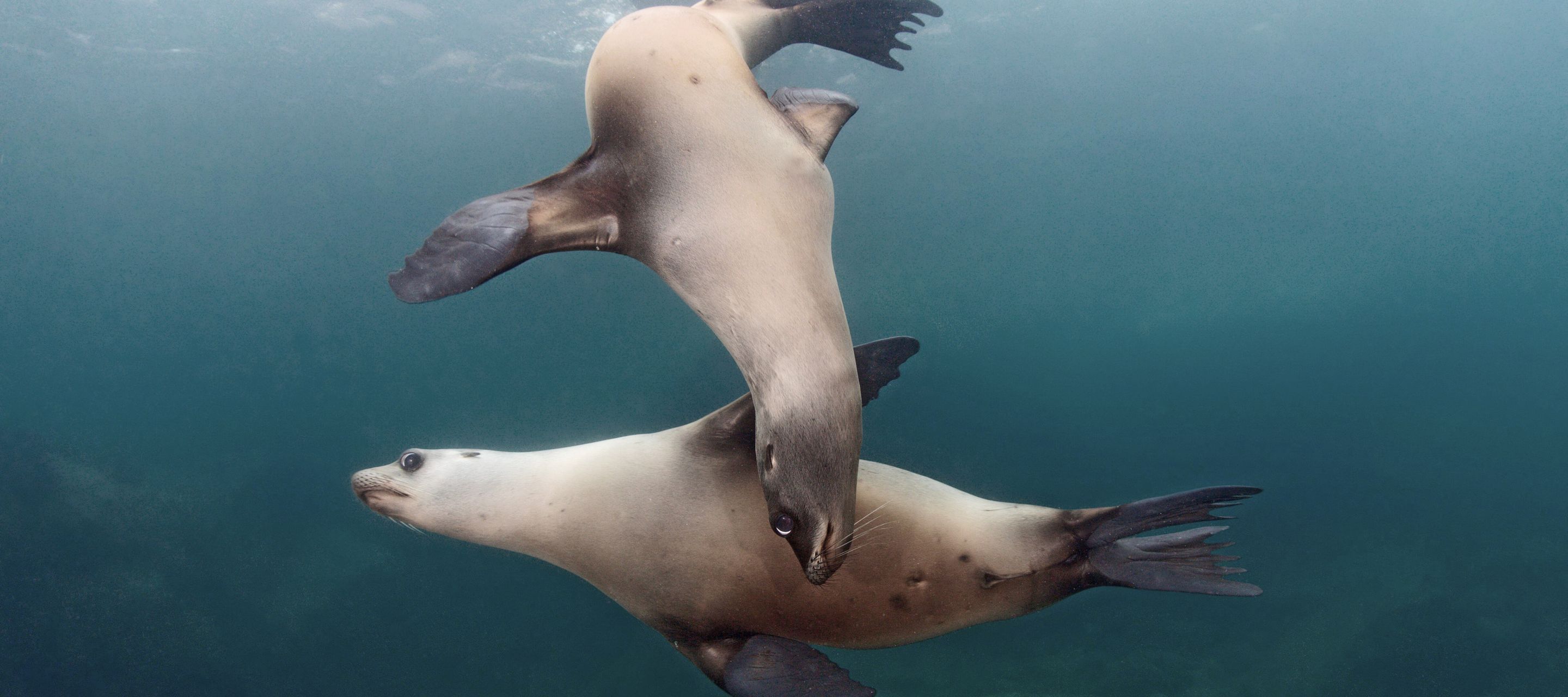 Isla Coronado, le plus bel aquarium du monde selon Jacques Cousteau