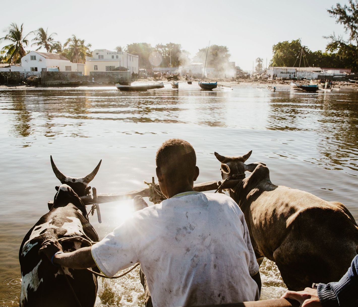 Ein Zebu-Karren hilft beim Entladen von Booten im Hafen von Tulear.
