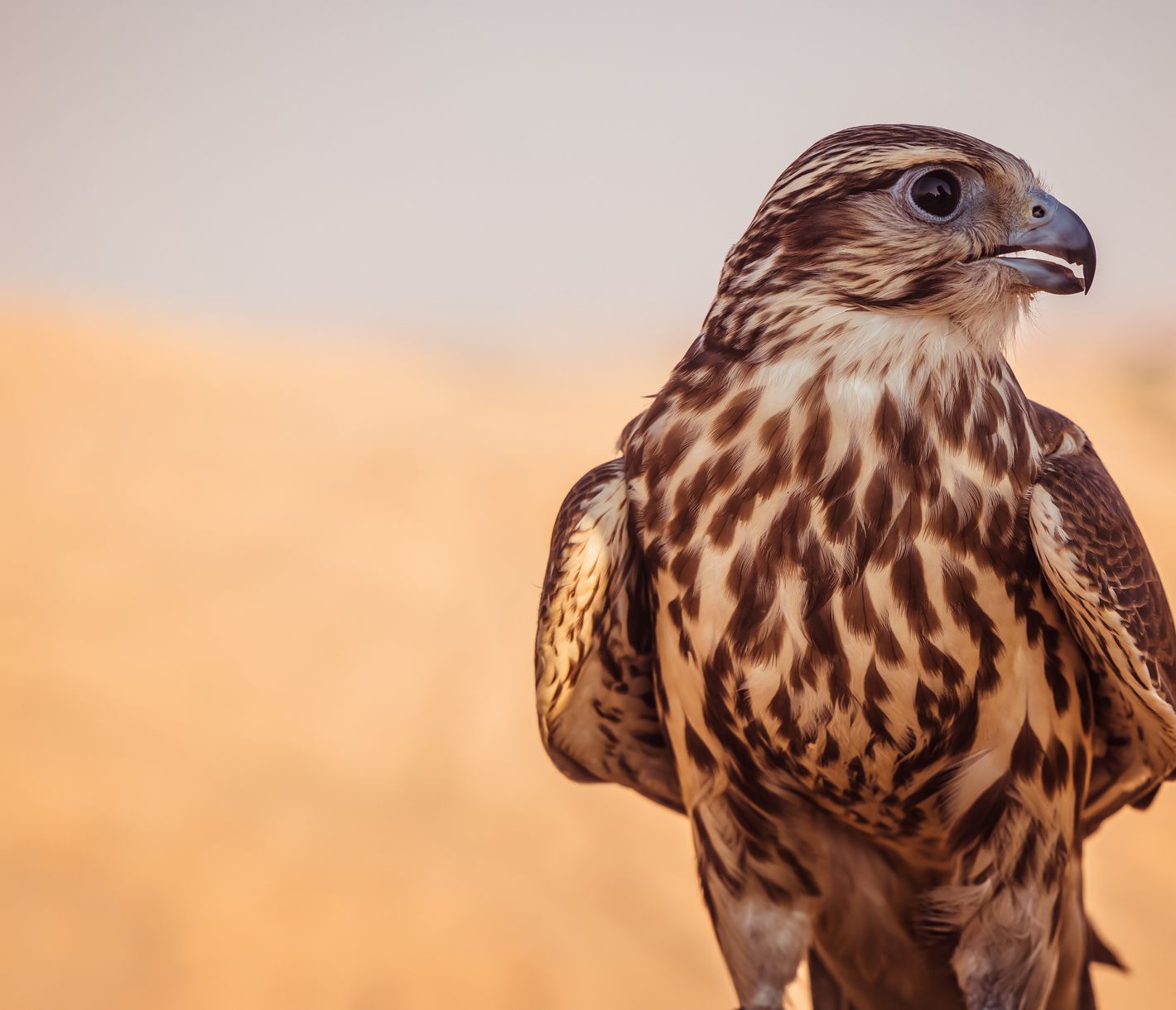 Tradition Falkenzucht