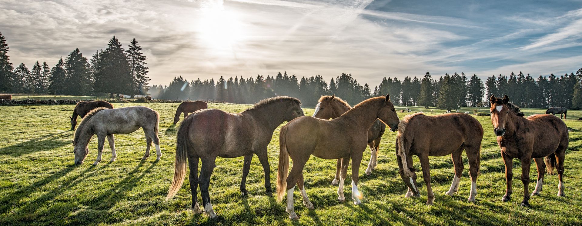 Pferde in Saignelegier