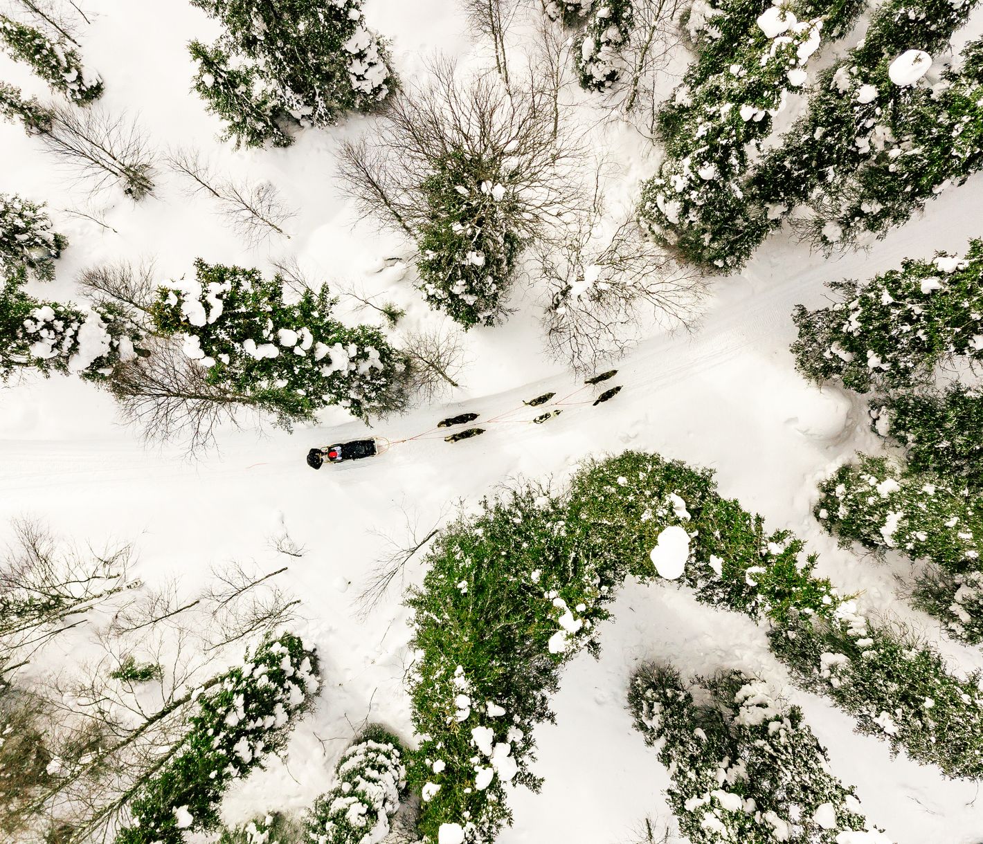 Durch den Winter mit voller Hundekraft