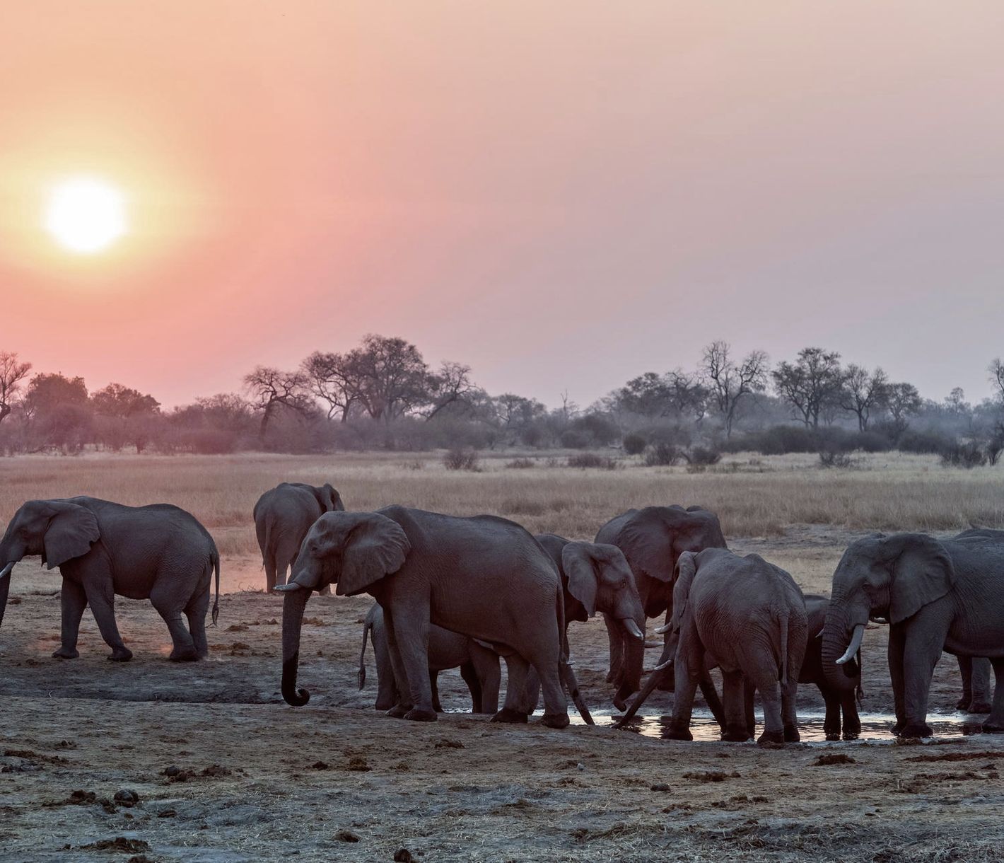 Elefanten sind bei Sonnenuntergang sehr fotogen