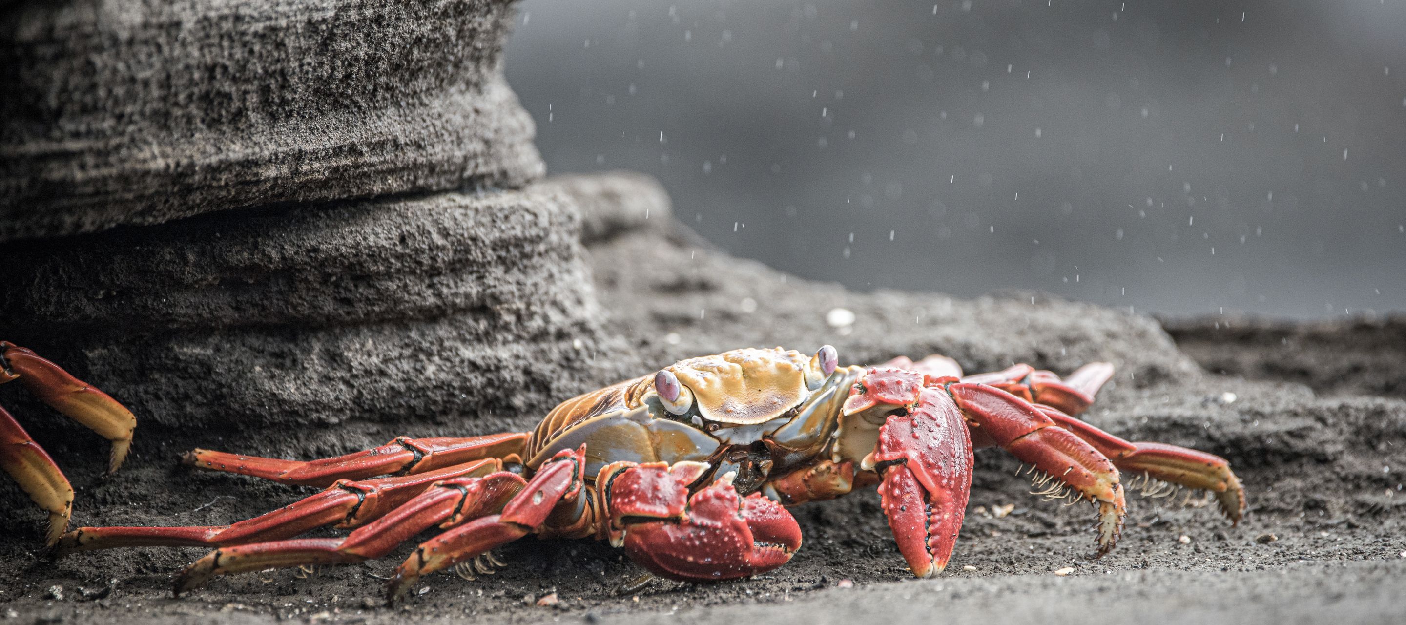 Aug in Aug mit dem Sally Lightfoot Crab