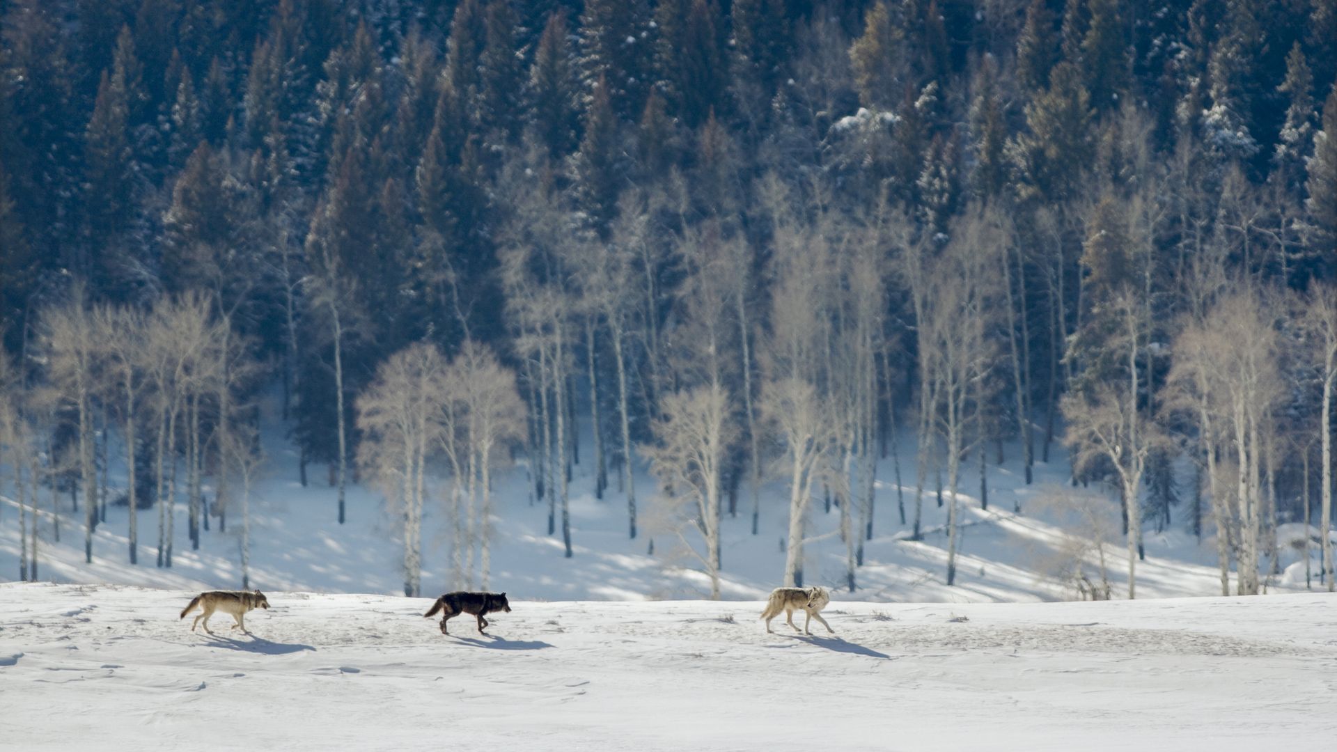 Le meilleur endroit pour rencontrer une meute de loup gris est dans la Lamar Valley.
