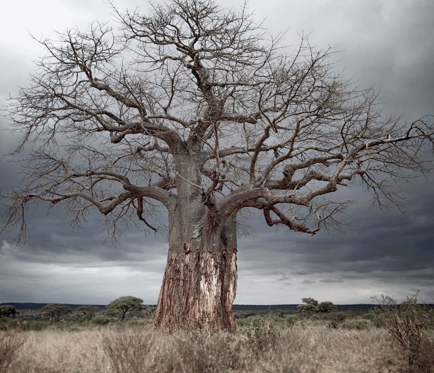 Die mächtigen Baobabs sind im Tarangire-Nationalpark weit verbreitet.