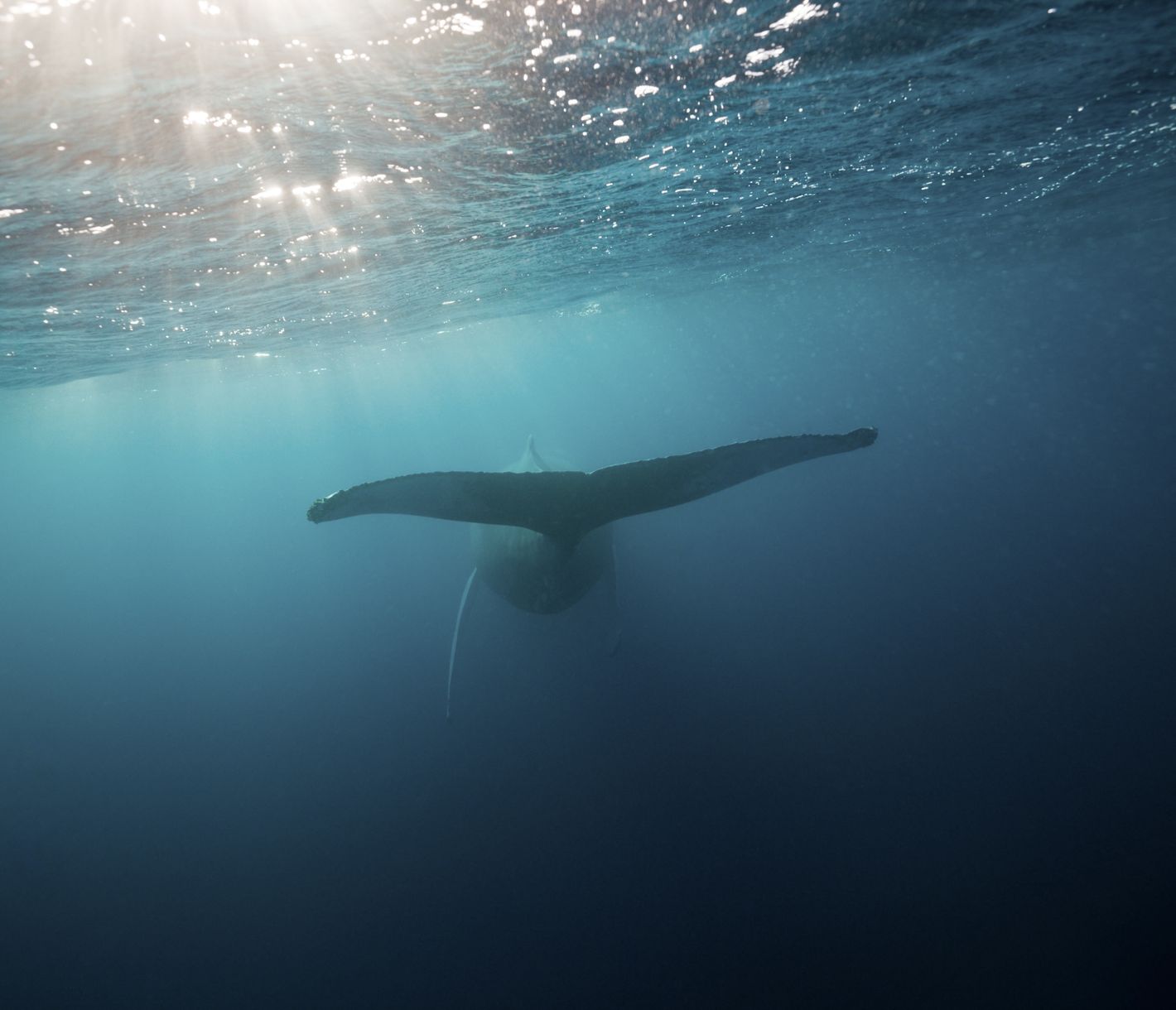 Auf einer Wellenlänge mit den Riesen des Meeres