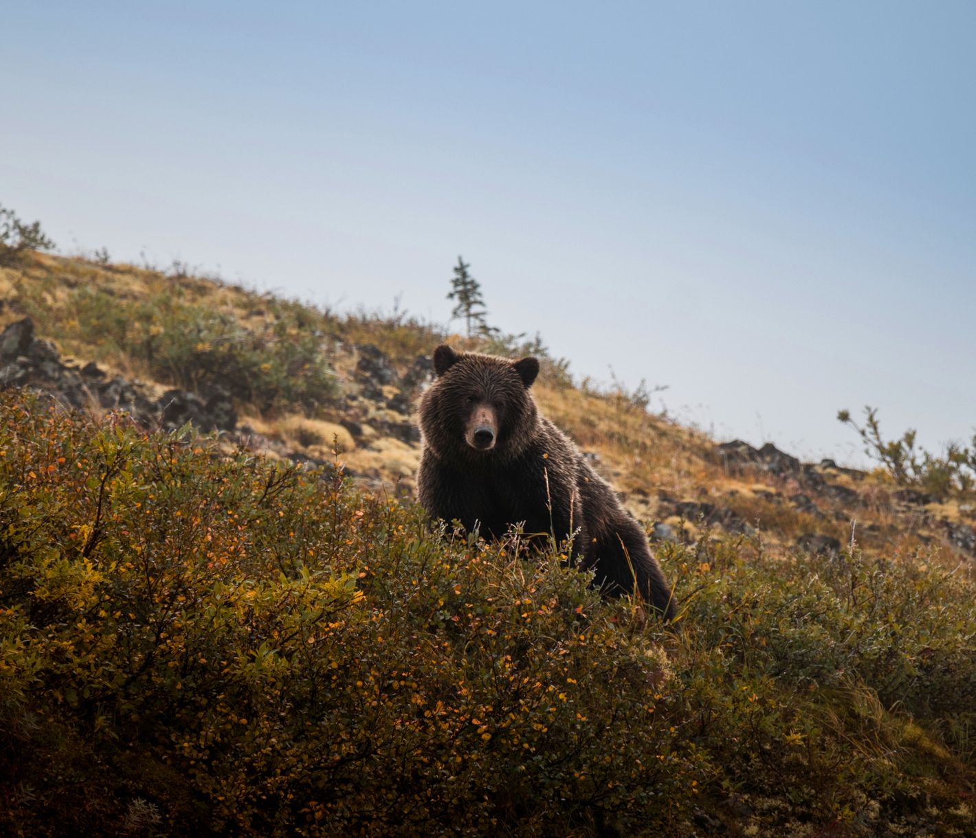 Die pelzigen Bewohner des Yukons