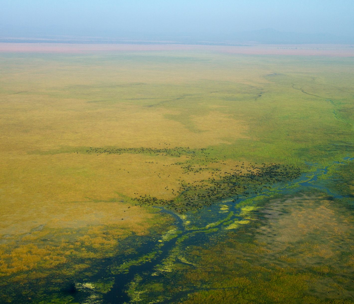 Riesige Herden von Kaffernbüffel in der Katisunga-Schwemmebene