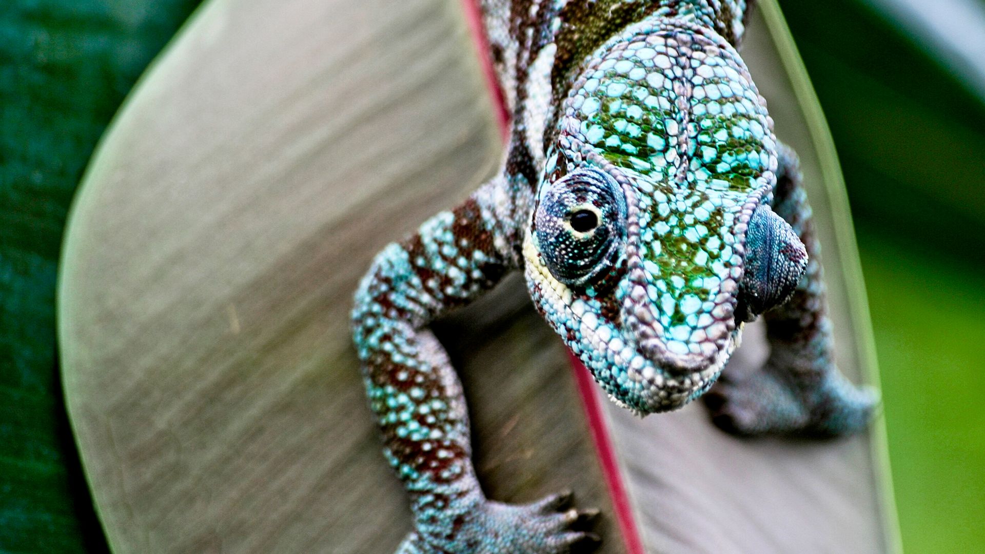 Bei Chamäleons gilt der Farbton als Kommunikationsmittel.