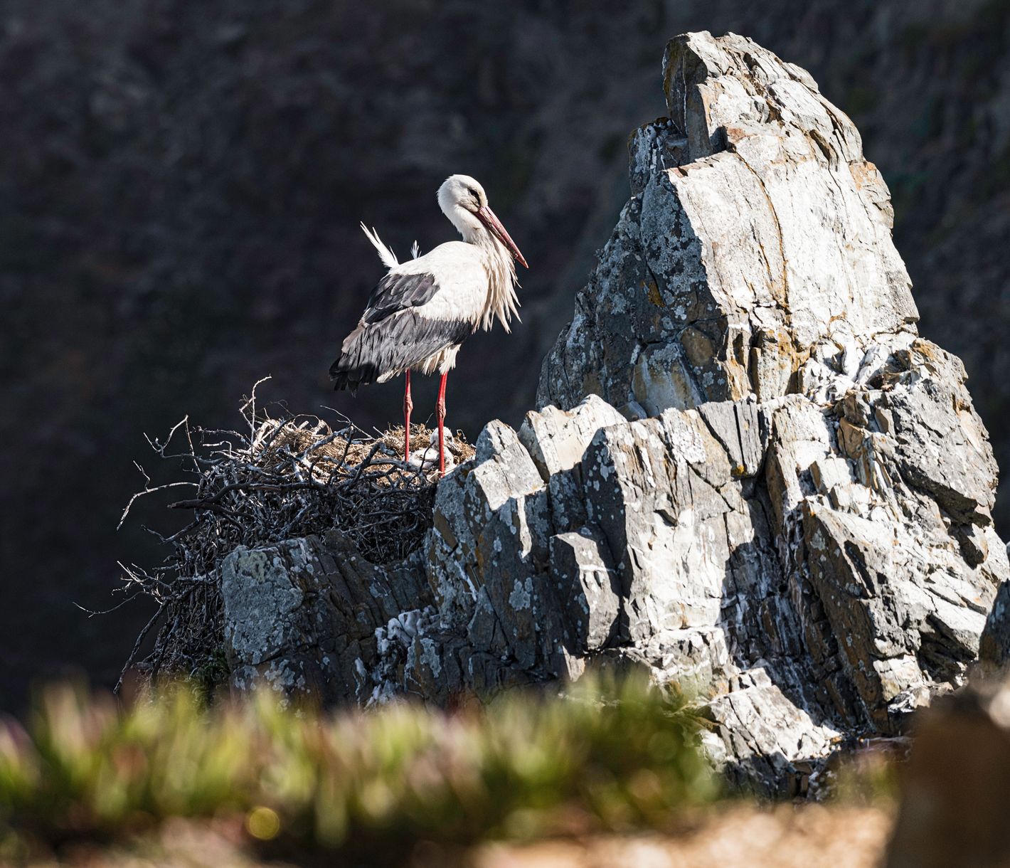 Ein Storch am Cabo Sardão