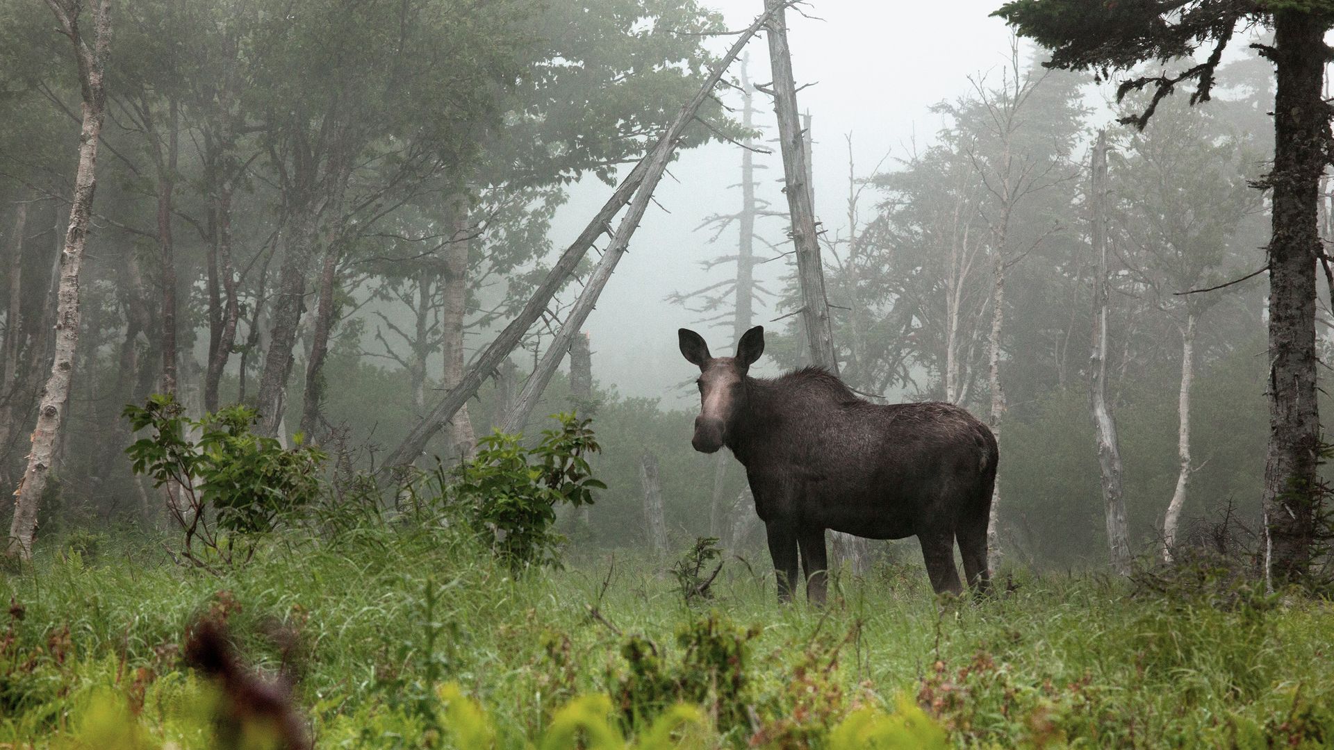 Elch auf Cape Breton Island