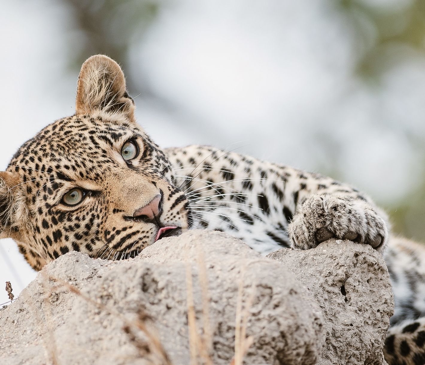 Wer Leoparden sehen möchte, ist im Kruger-Nationalpark am richtigen Ort