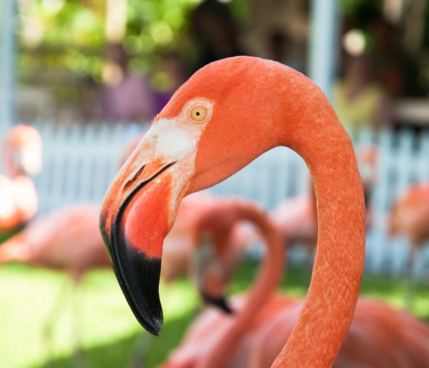 Flamingo Gardens in Nassau