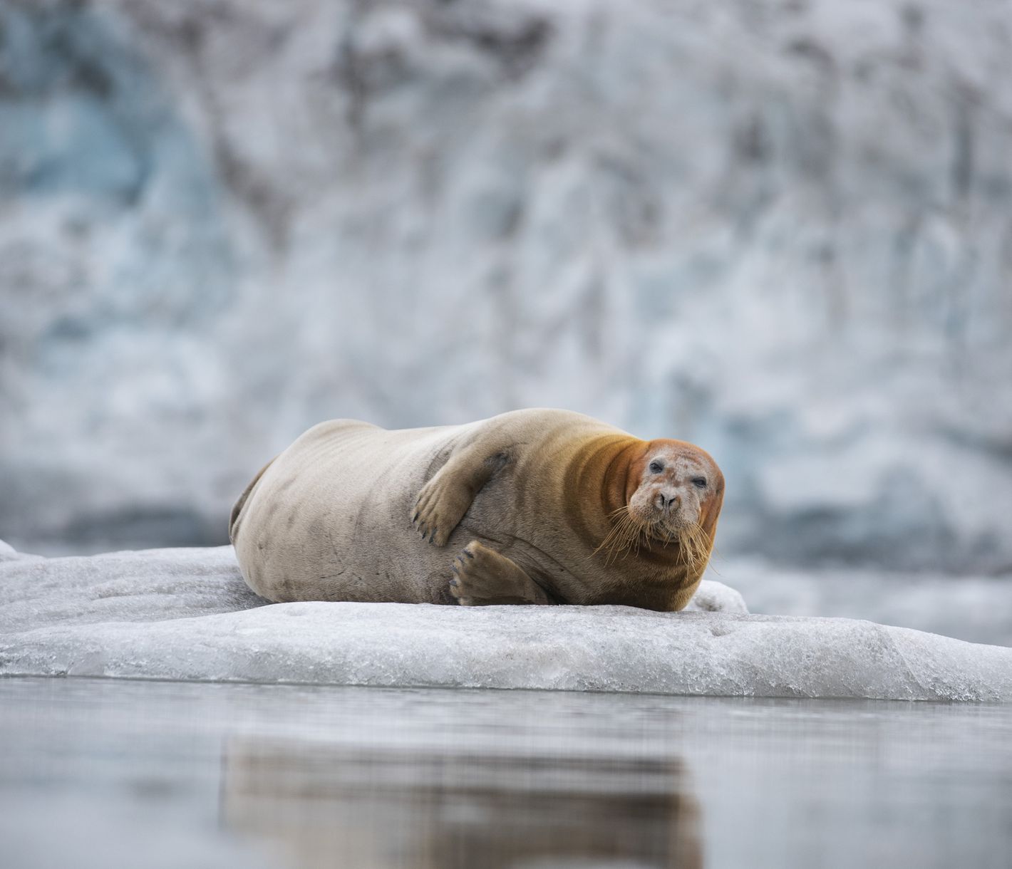 Ruhepause auf dem Packeis oder einem Eisberg