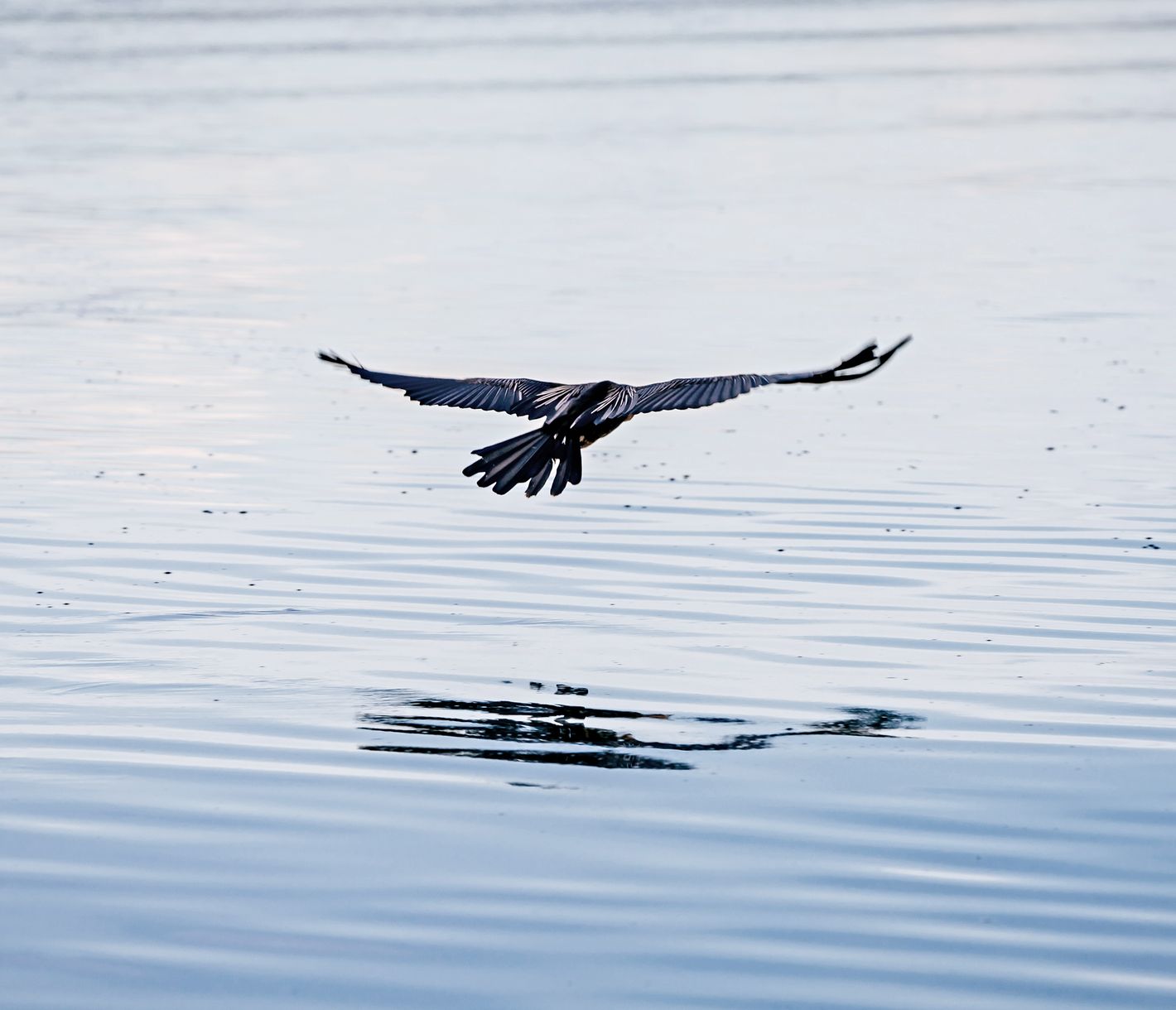 Un pygargue à tête blanche survole à basse altitude un lac du Parc National de l'Akagera