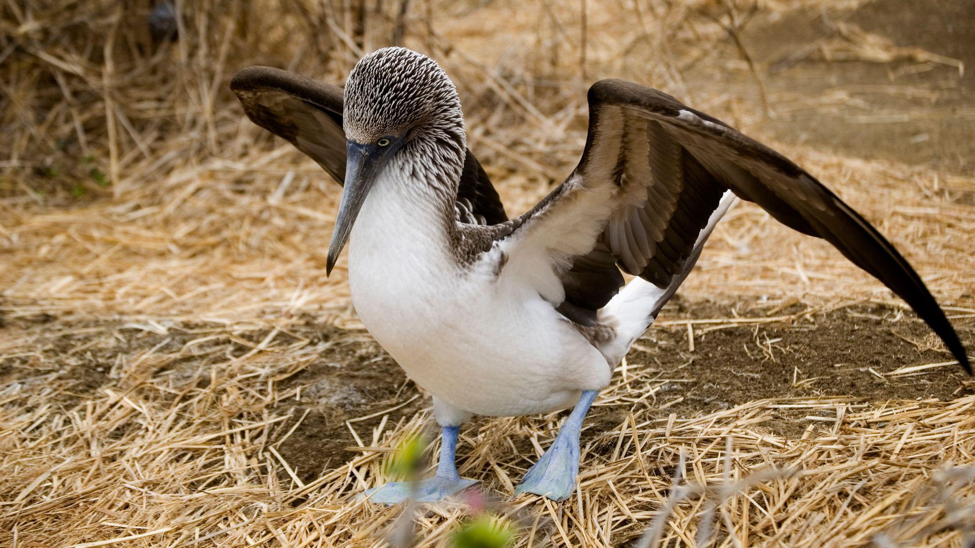Blaufusstölpel auf der Isla de la Plata
