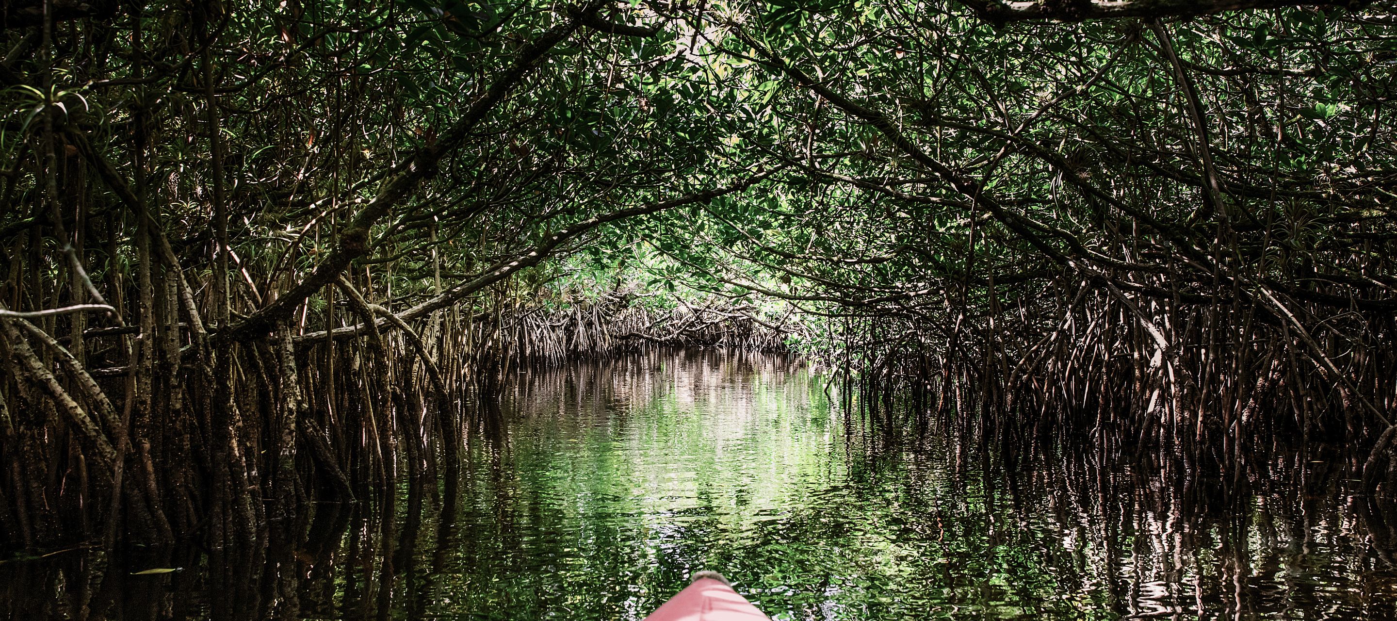 Kajaktour durch die Everglades
