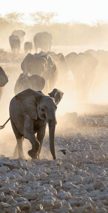 Afrika Reisen - Elefanten am Wasserloch von Okaukuejo, Etosha-Nationalpark