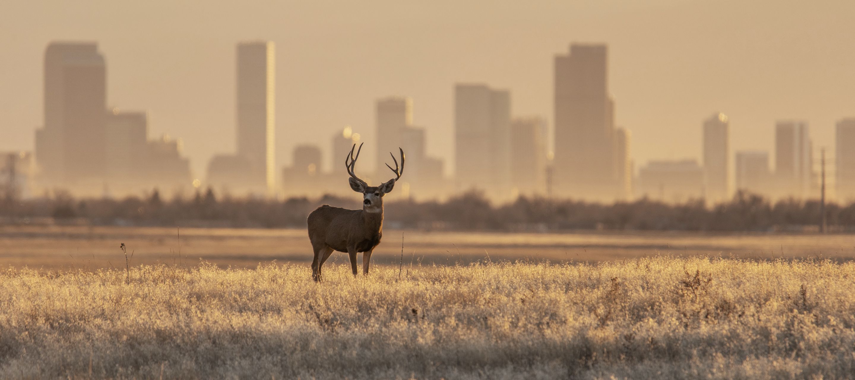 Die Front Range ist die längste Gebirgskette in Colorado und ragt majestätisch hinter der Skyline von Denver auf.