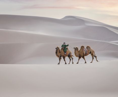 Die zweihöckrigen (bactrianischen) Kamele sind in der Mongolei sehr wichtige Lasten- und Nutztiere.