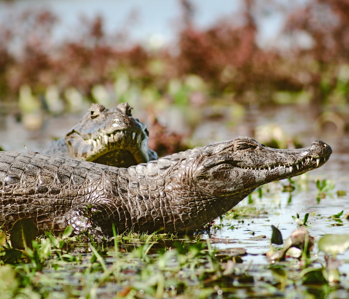 Faszinierender Kaiman in den Ibera-Sümfpen