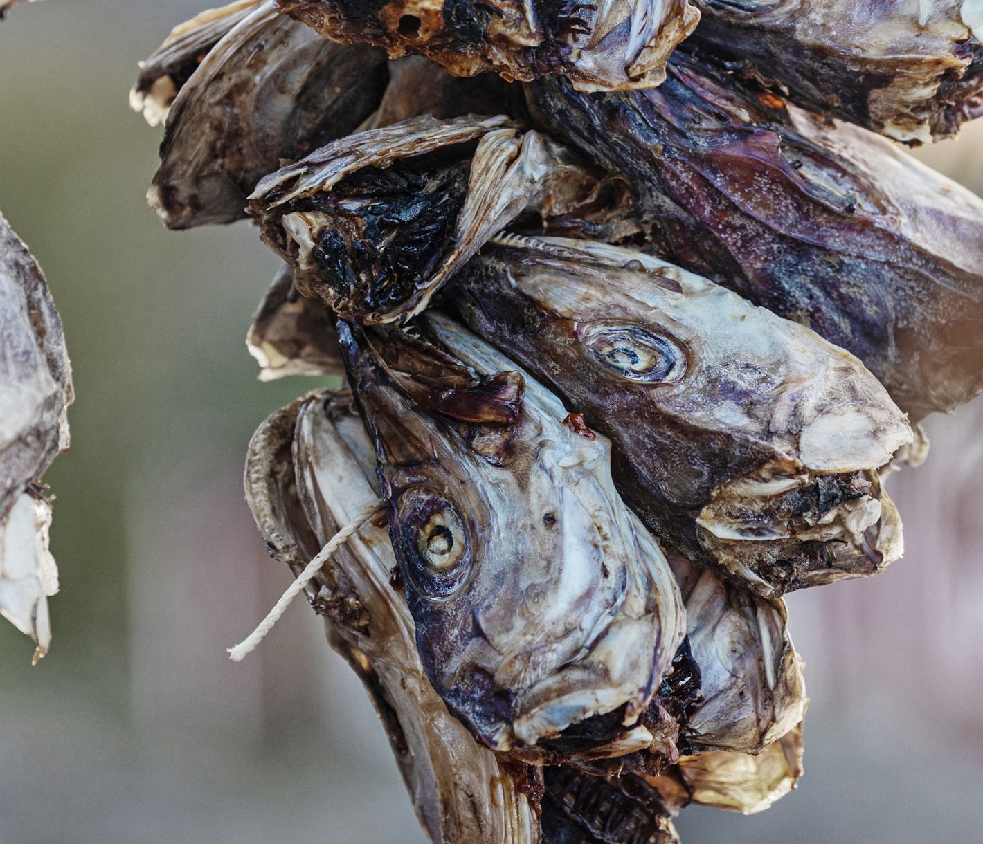 Morues salées sèchant sur des claies en bois - îles Lofoten