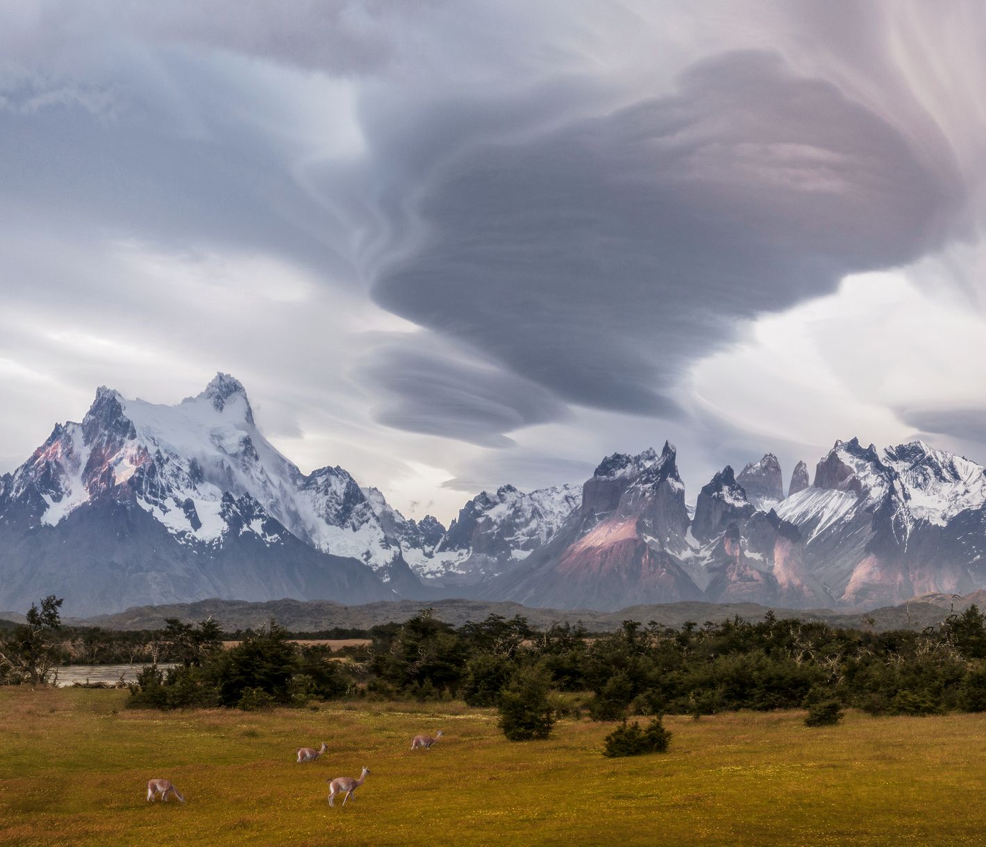 Steppen mit Guanakos und spitze Bergtürme