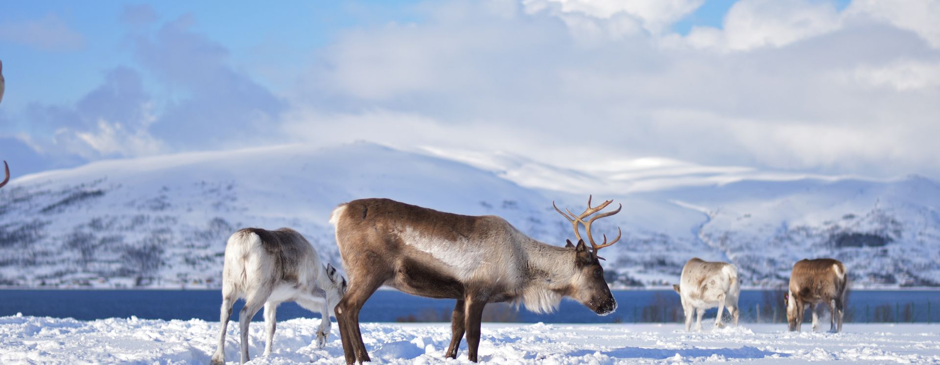 Rentiere in Tromsø