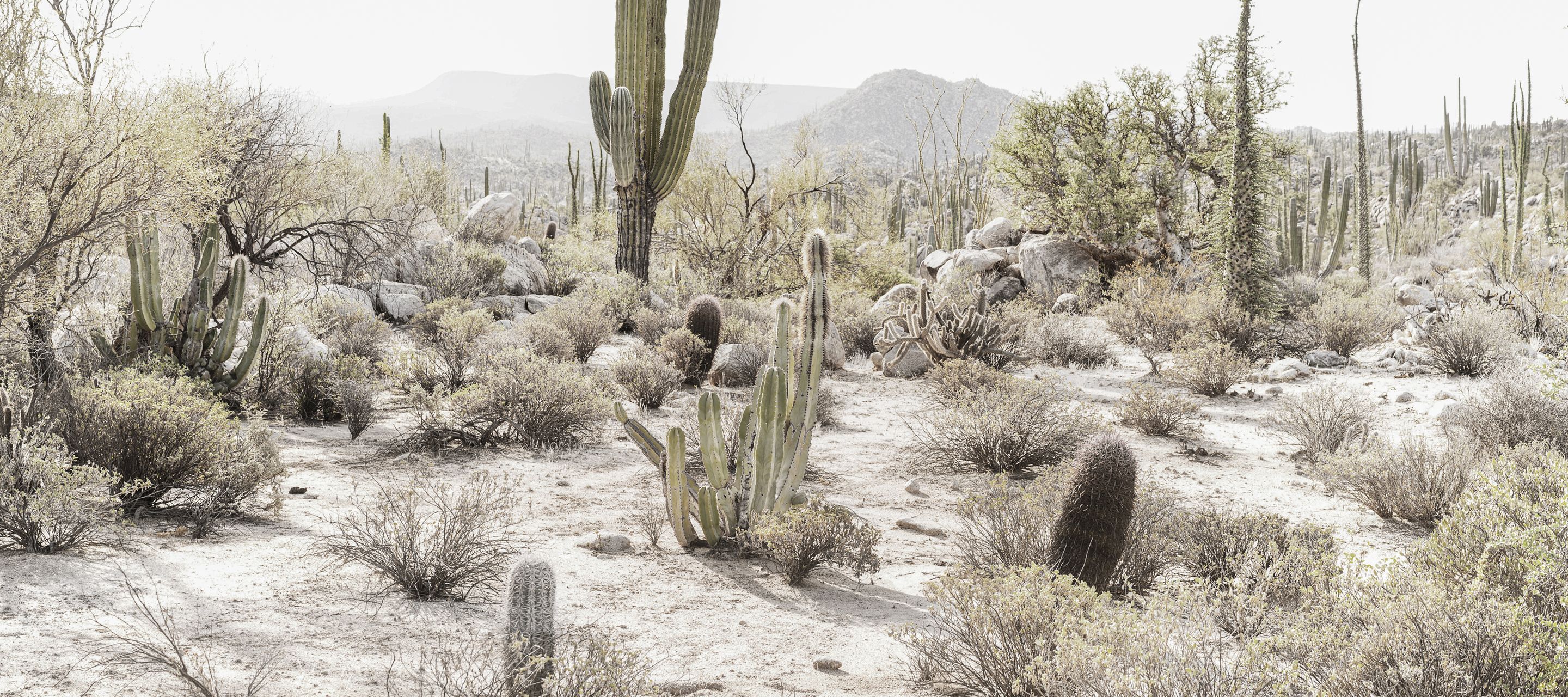 Paysage désertique de cactus en Basse-Californie, Mexique