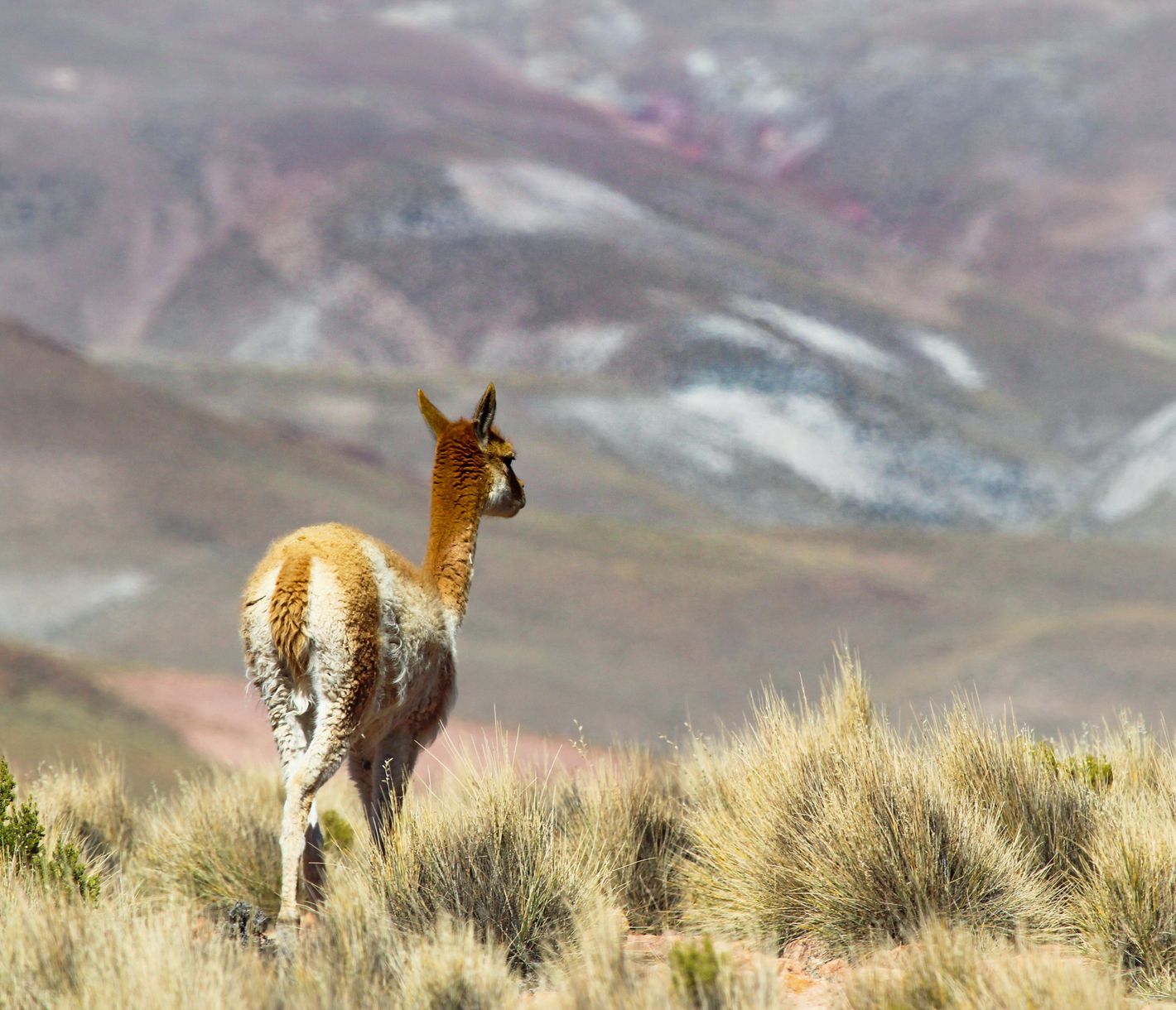 Die wilden Tiere des Altiplano