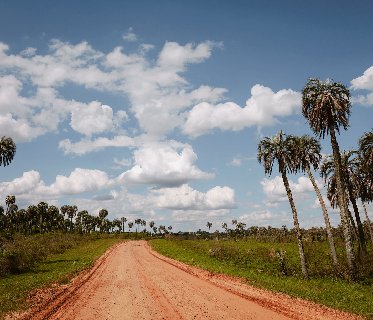 Im El-Palmar-Nationalpark beherrschen Haine von Yatay-Palmen die Savannen-Landschaft.