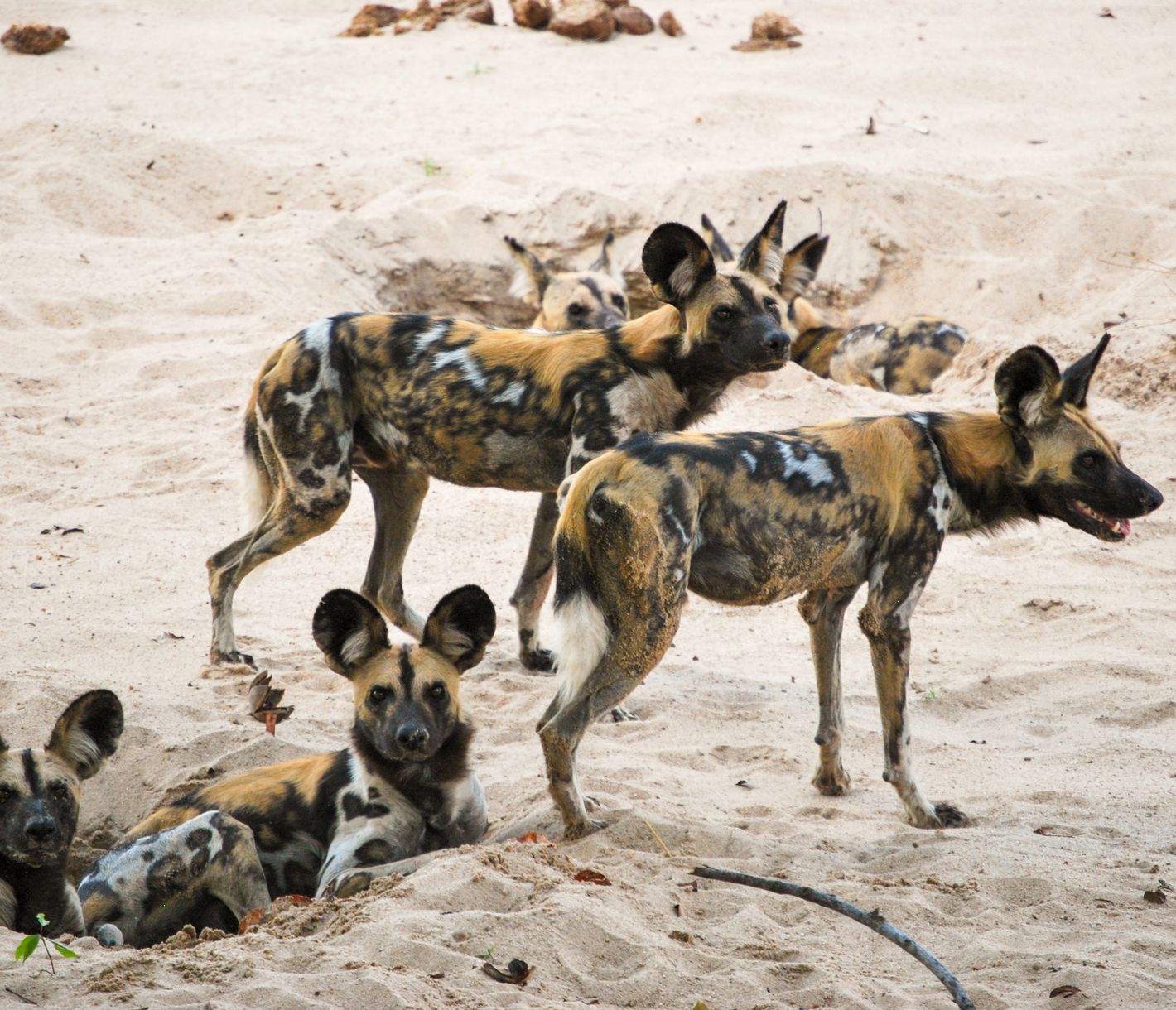 Ein Pack Wildhunde vor ihrem Bau