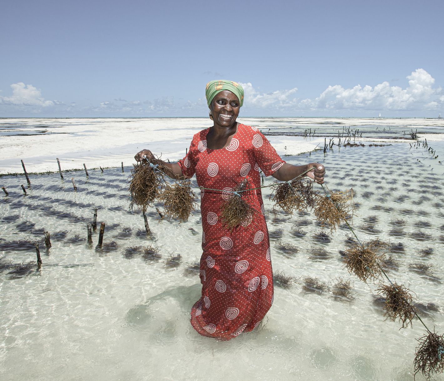 Einheimische ernten an Sansibars Küste Rotalgen.