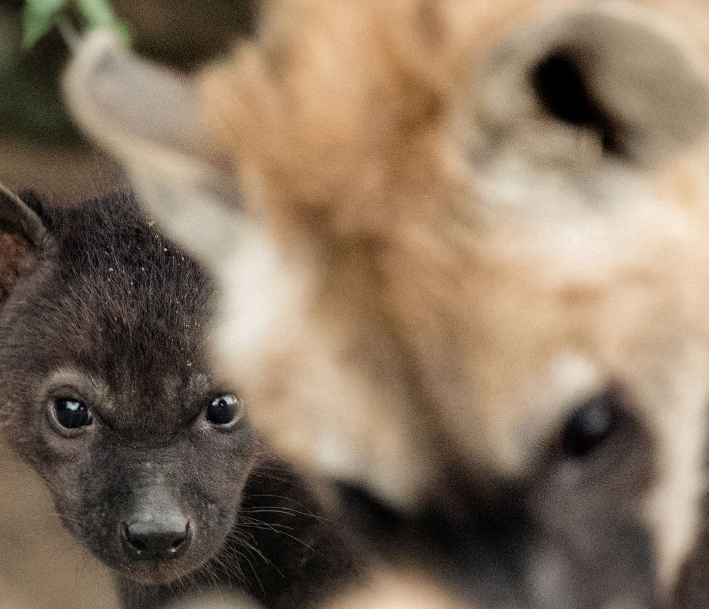 Hyänenjungen werden von ihren Müttern sehr lange umsorgt