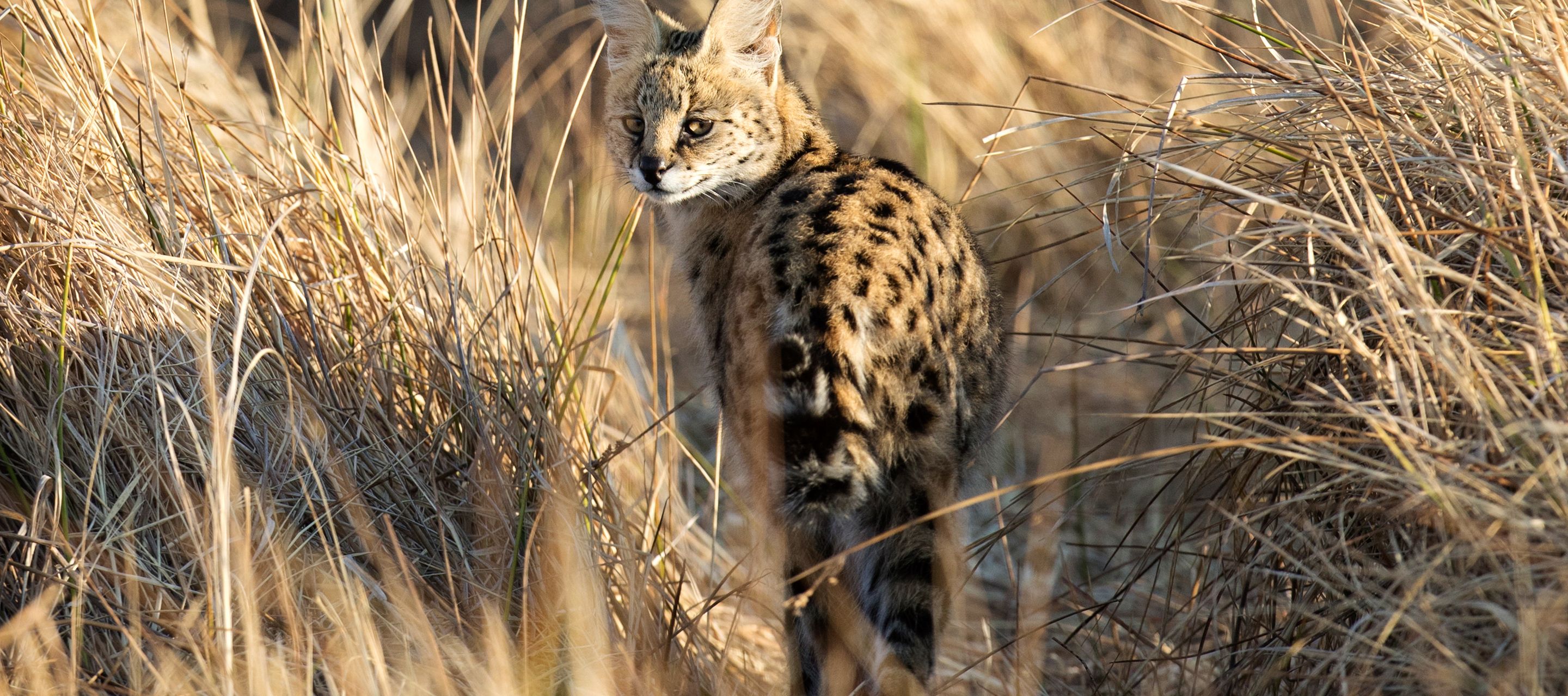Die Serval-Katze, eine nachtaktive afrikanische Wildkatze