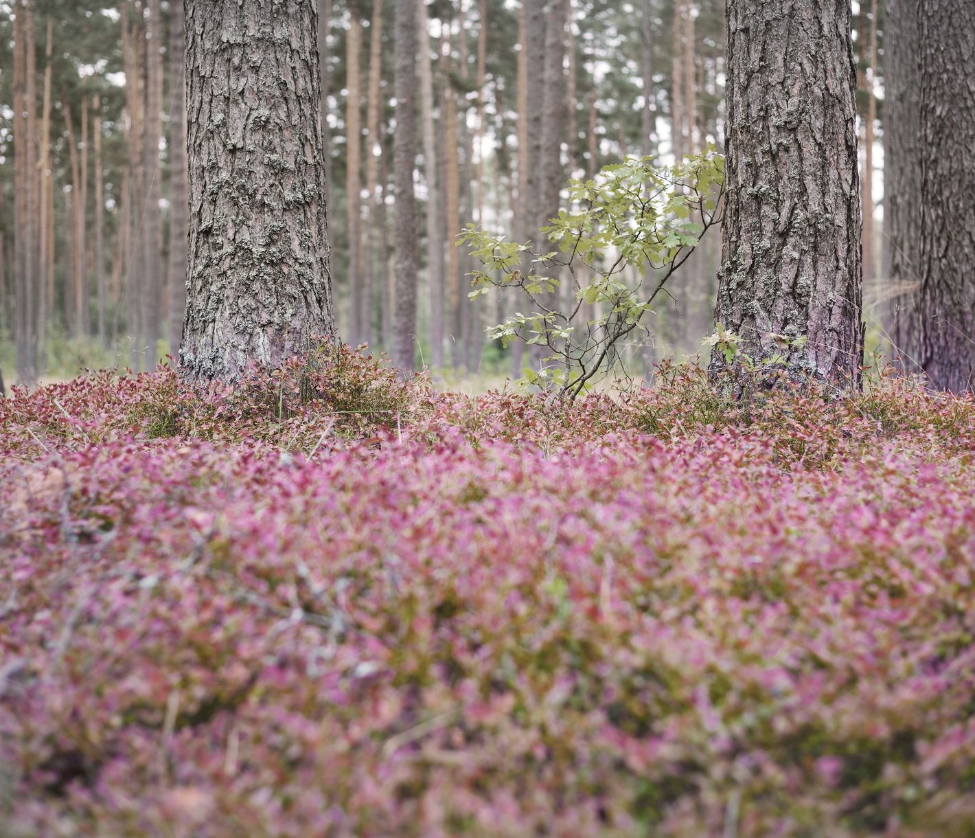Beeren pflücken