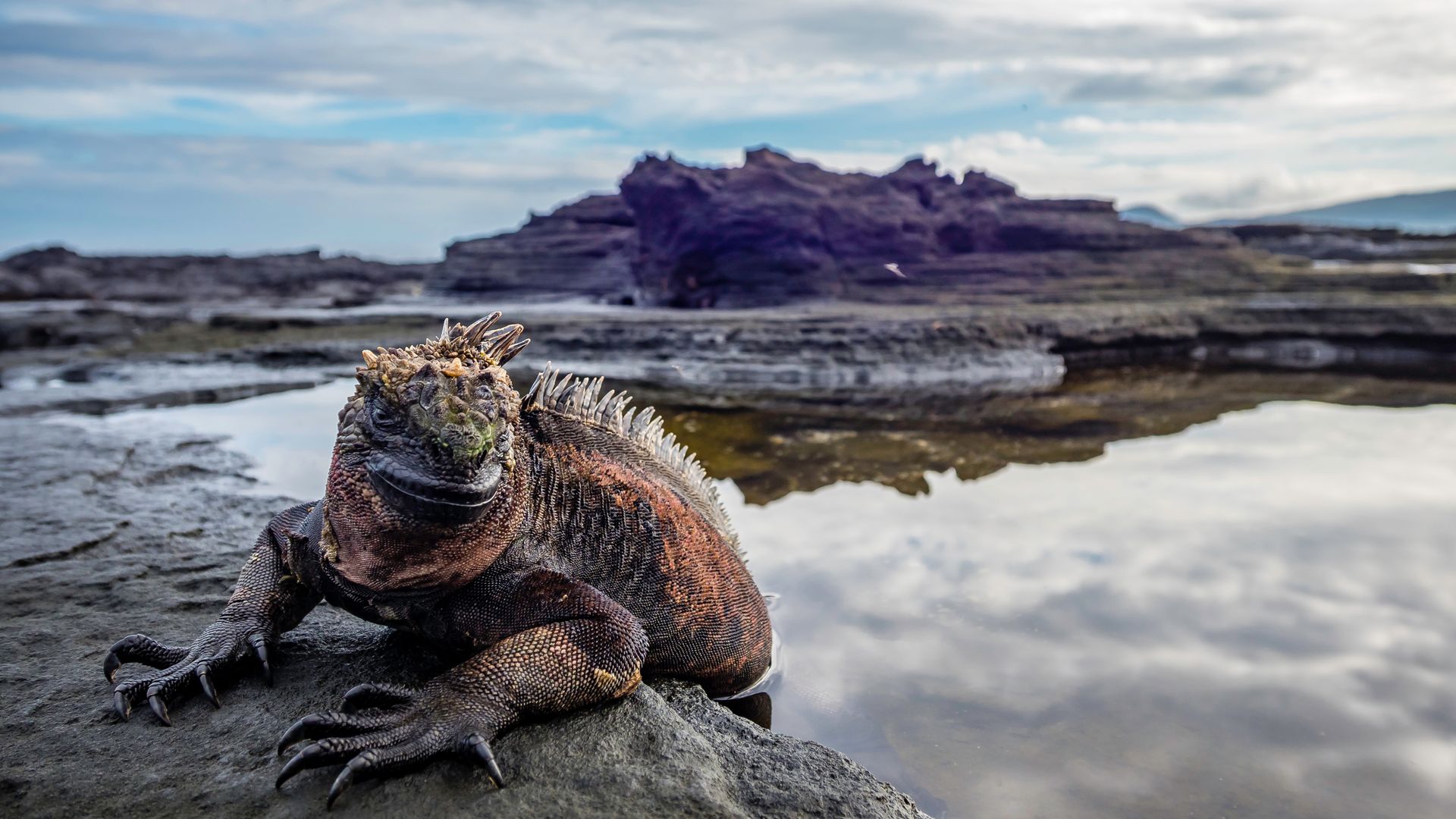 Les dragons existent bel et bien !