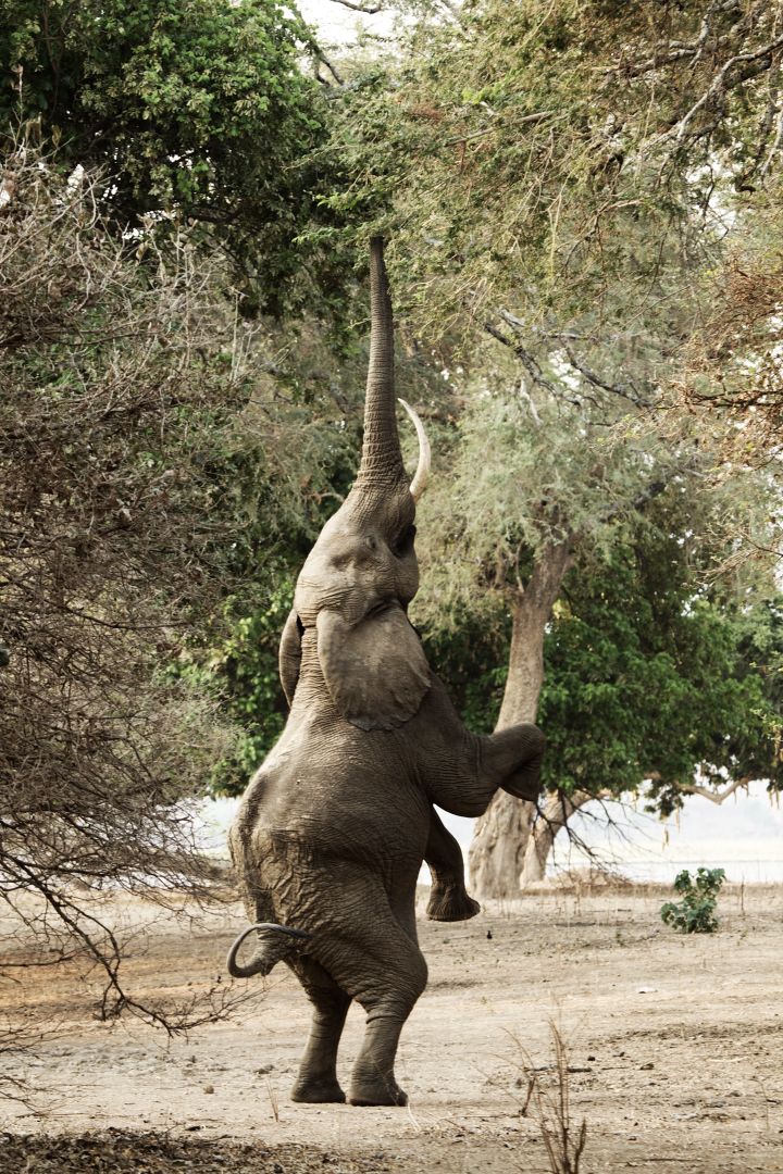 Ein Elefant steht auf seinen Hinterbeinen, um an die saftigen Blätter zu gelangen