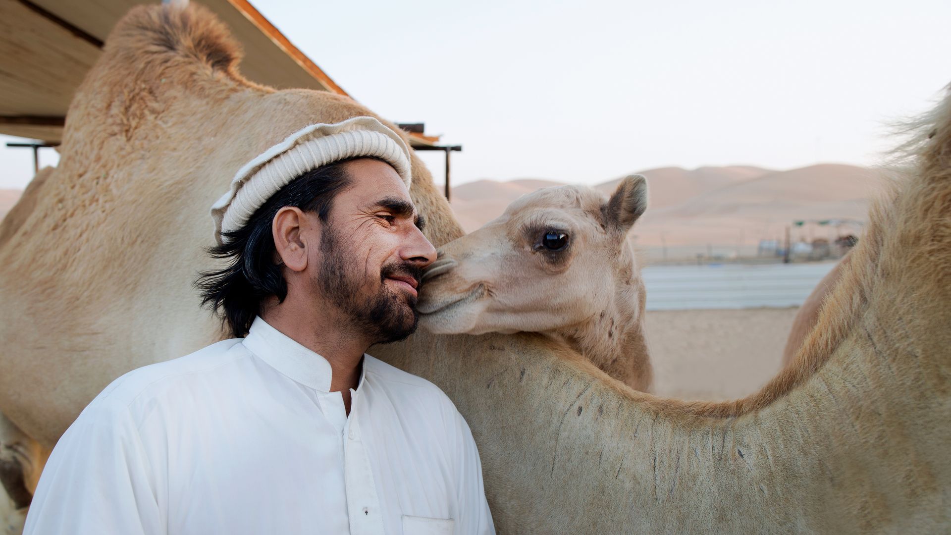 Le dromadaire, une folle histoire d’amour !