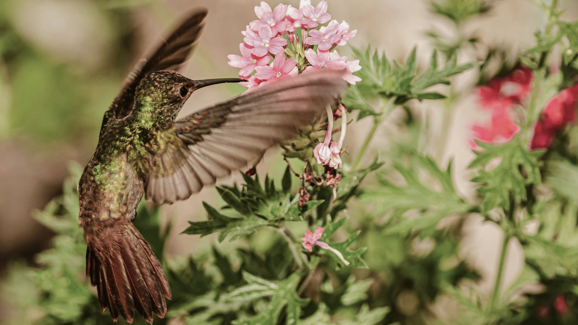 La Hummingbird Highway doit son nom à la grande population de colibris de la région.