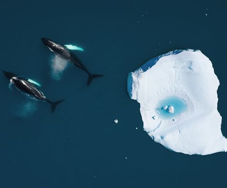 Les baleines respirent, puis reprennent le cours de leur plongée.