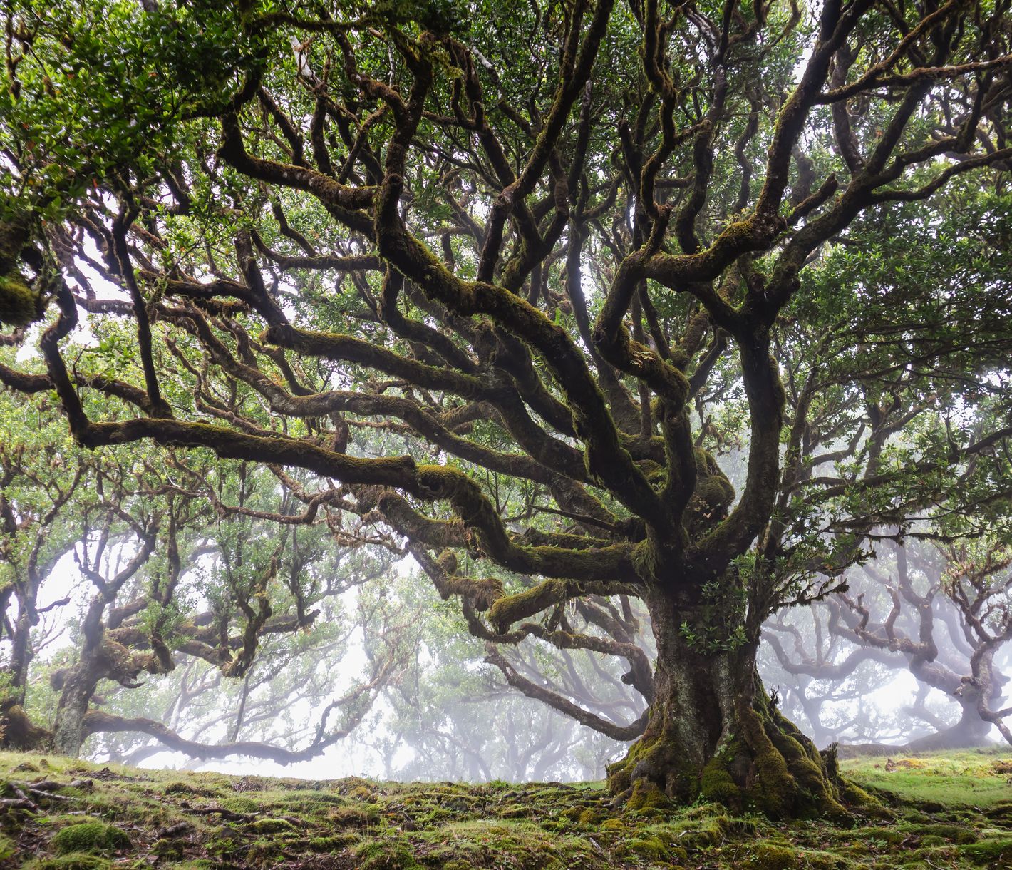 Die Loorbeerwälder von Madeira