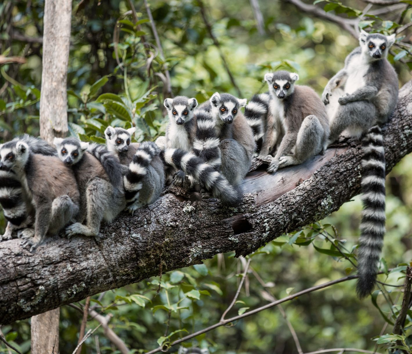 Katta-Lemuren im Isalo-Nationalpark
